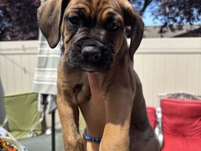 Boxer Dalmatian puppies 8 weeks