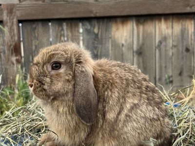 Chocolate Chestnut Holland Lop