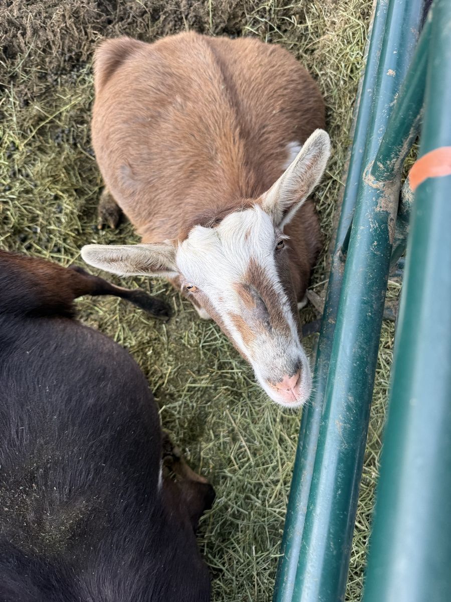 Sable doe
