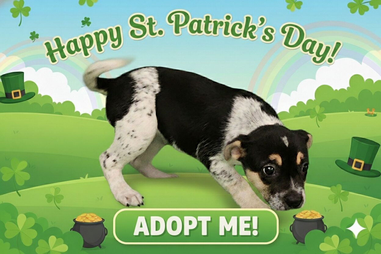 Phebe, Australian Cattle Dog mix puppy