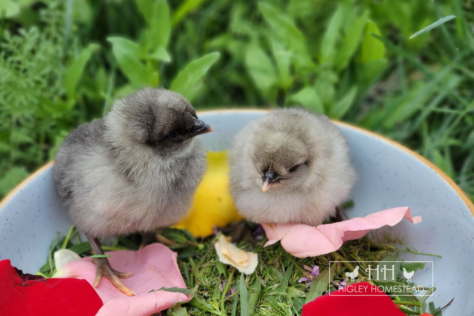 Female Ice Cream Bar Chicks - Spring Sale