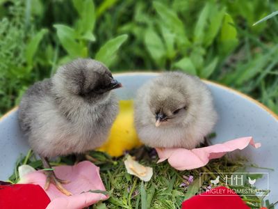 Female Ice Cream Bar Chicks - Spring Sale
