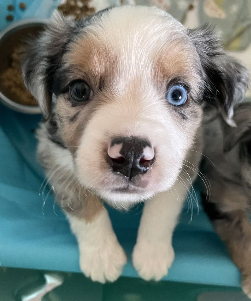 Mini Aussies Miniature Australian Shepherd