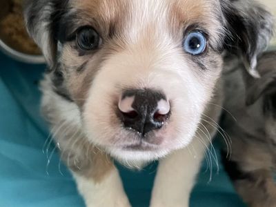Mini Aussies Miniature Australian Shepherd