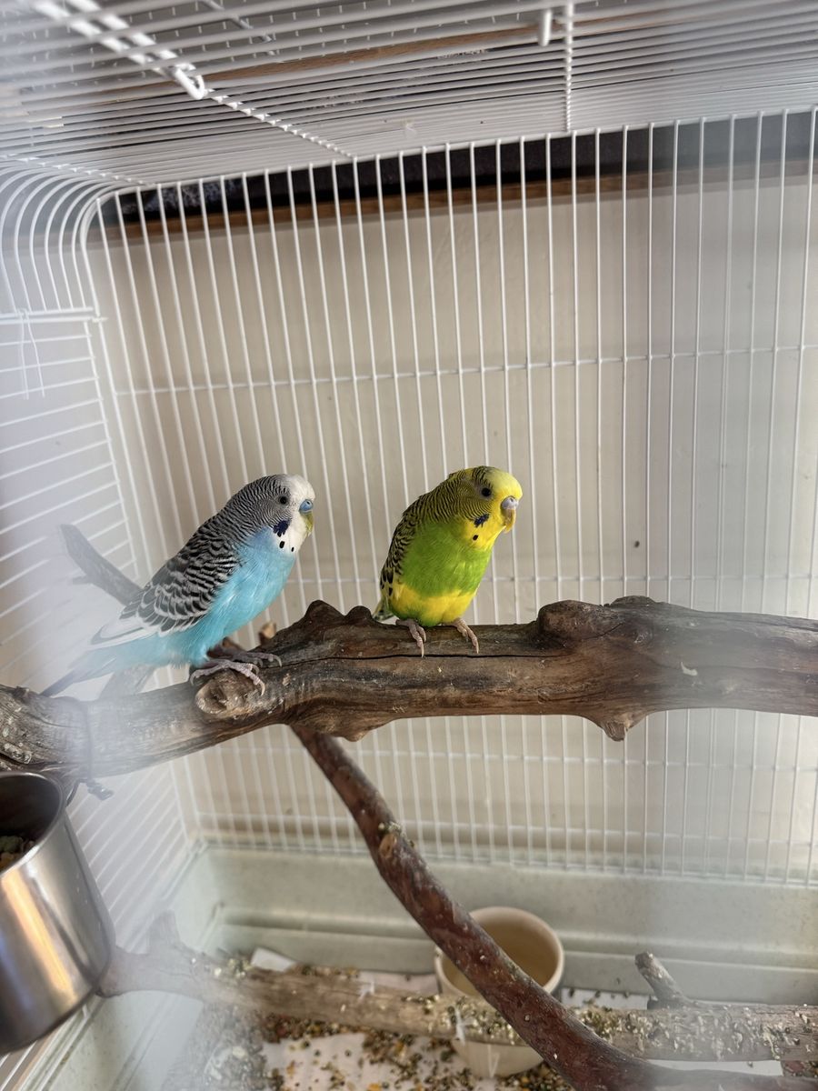 2 parakeets w/cage & toys & food.