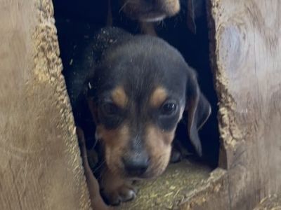 Hightan Hound pup/ Hunting Bear Lion Bobcat