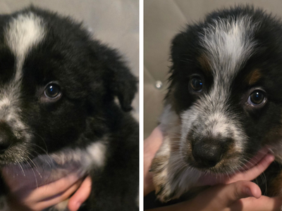 Border Aussie Pups