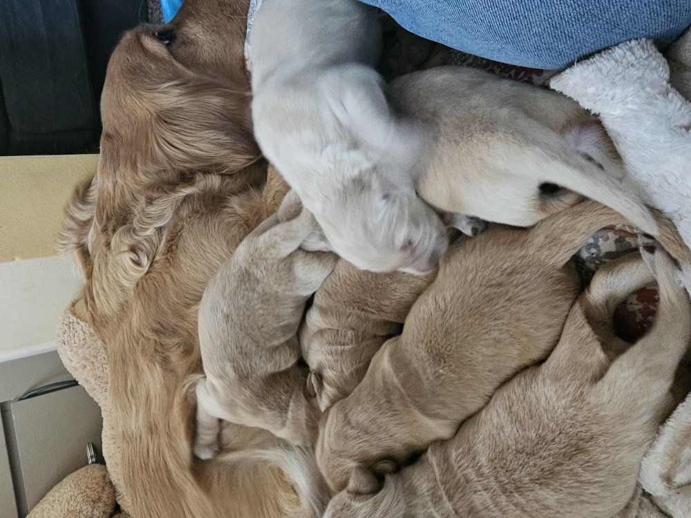 Golden Retriever Puppies - $850