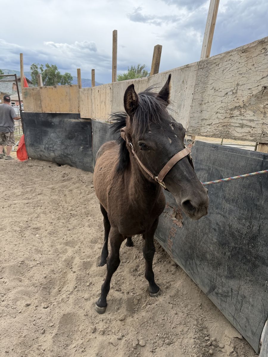 Yearling horse colt