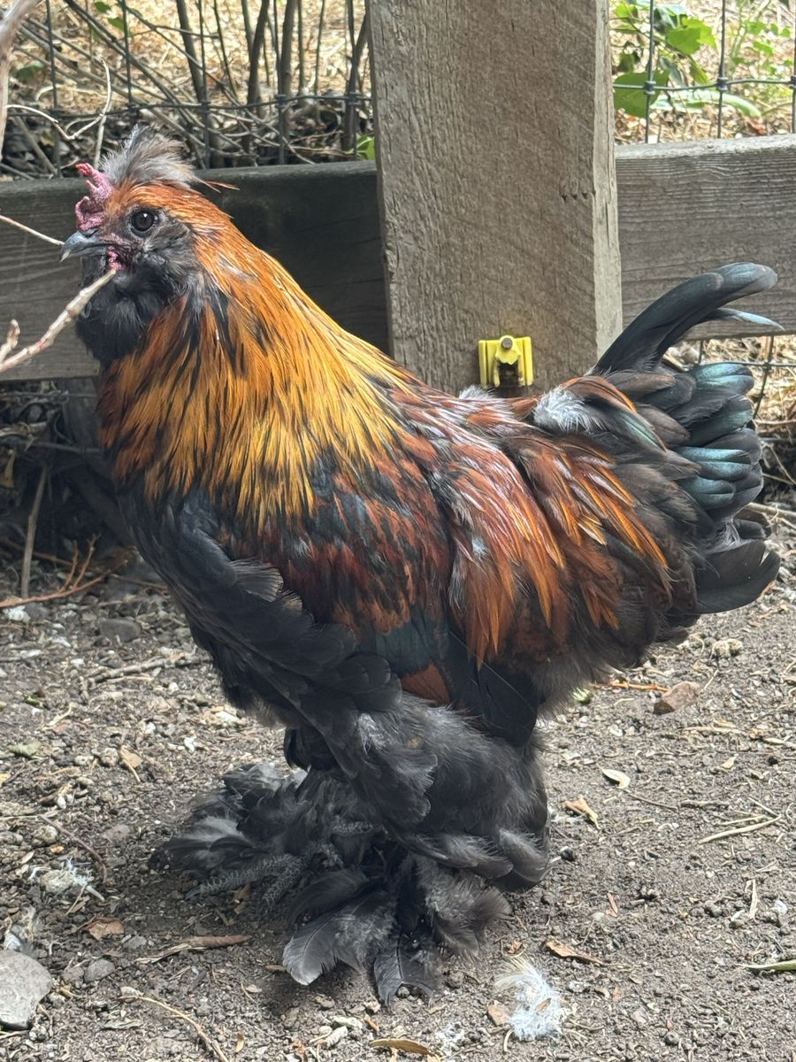 Cochin Silkie Cross Rooster