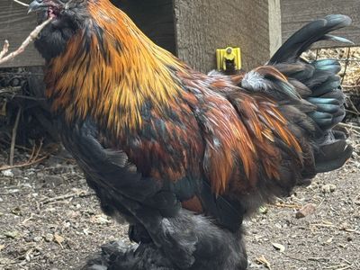 Cochin Silkie Cross Rooster