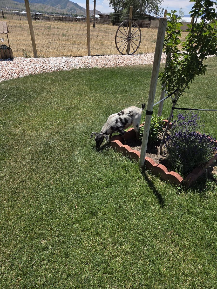 Pigme baby goats for sale