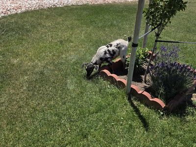Pigme baby goats for sale