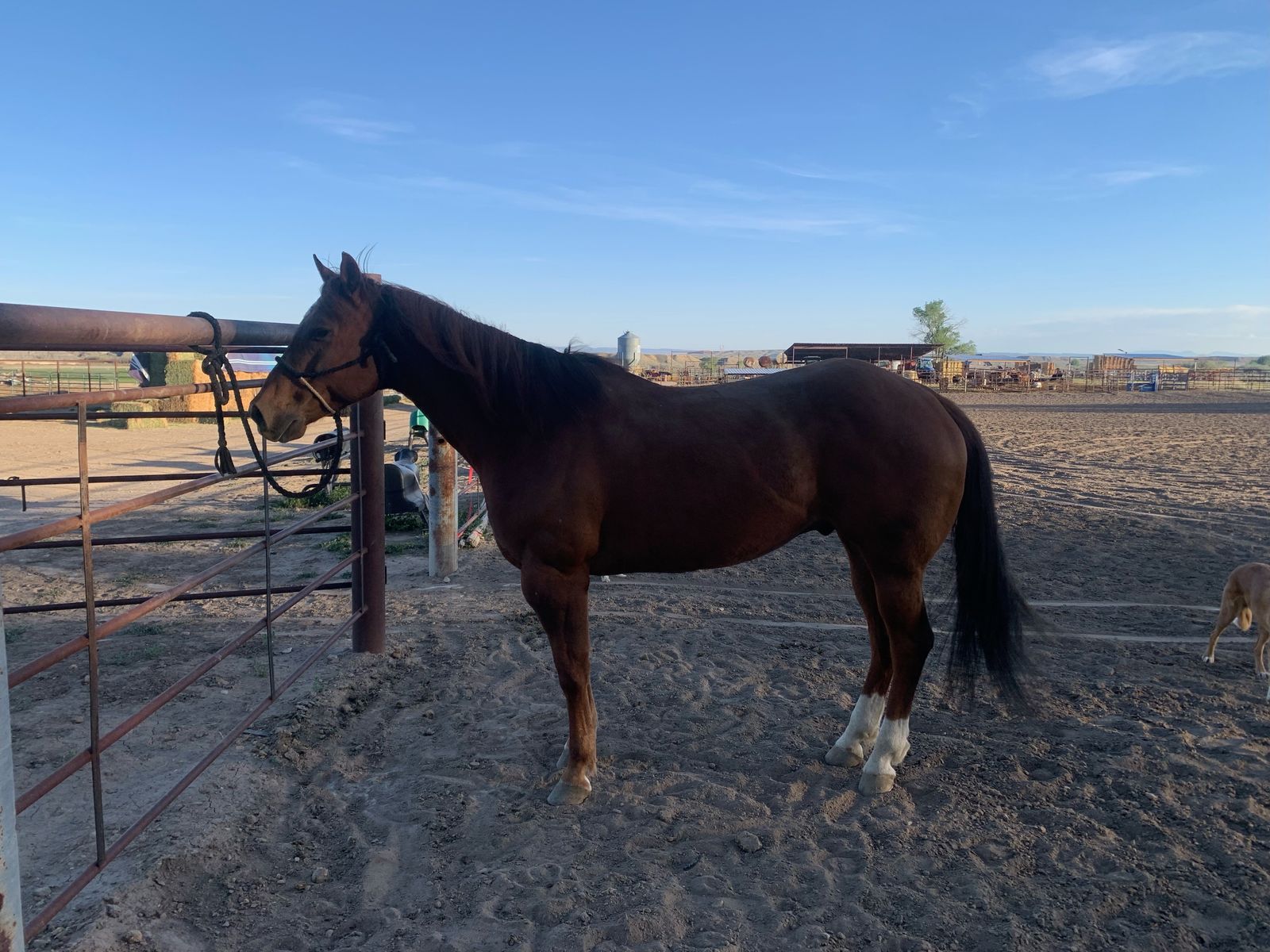 12 Year Old Gelding Head/heel Horse