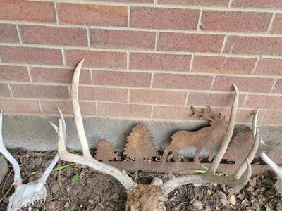 Mule deer skulls with antlers