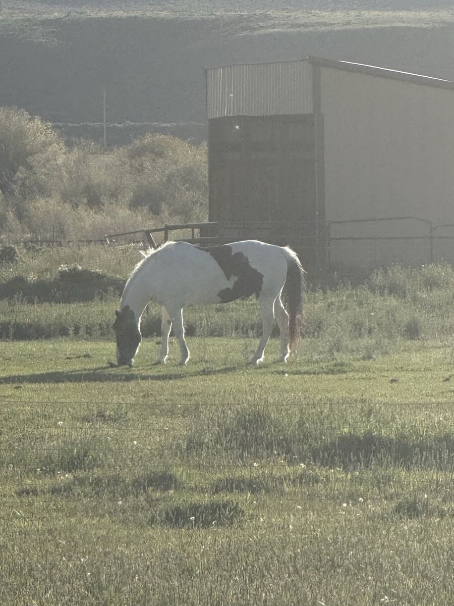 Paint horse