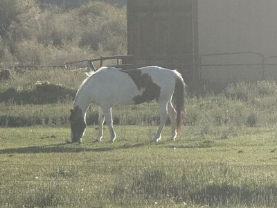 Paint horse