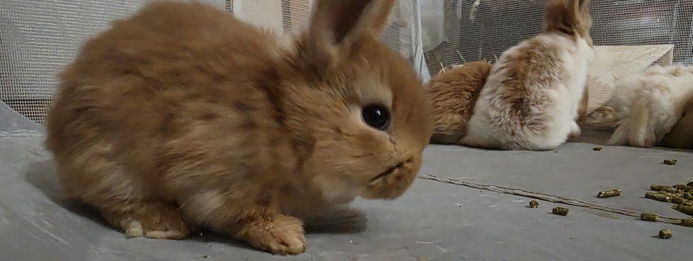 new zealand Holland lop mix