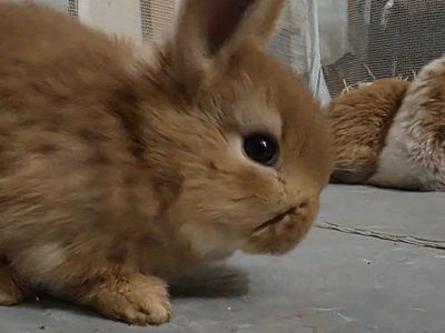 new zealand Holland lop mix