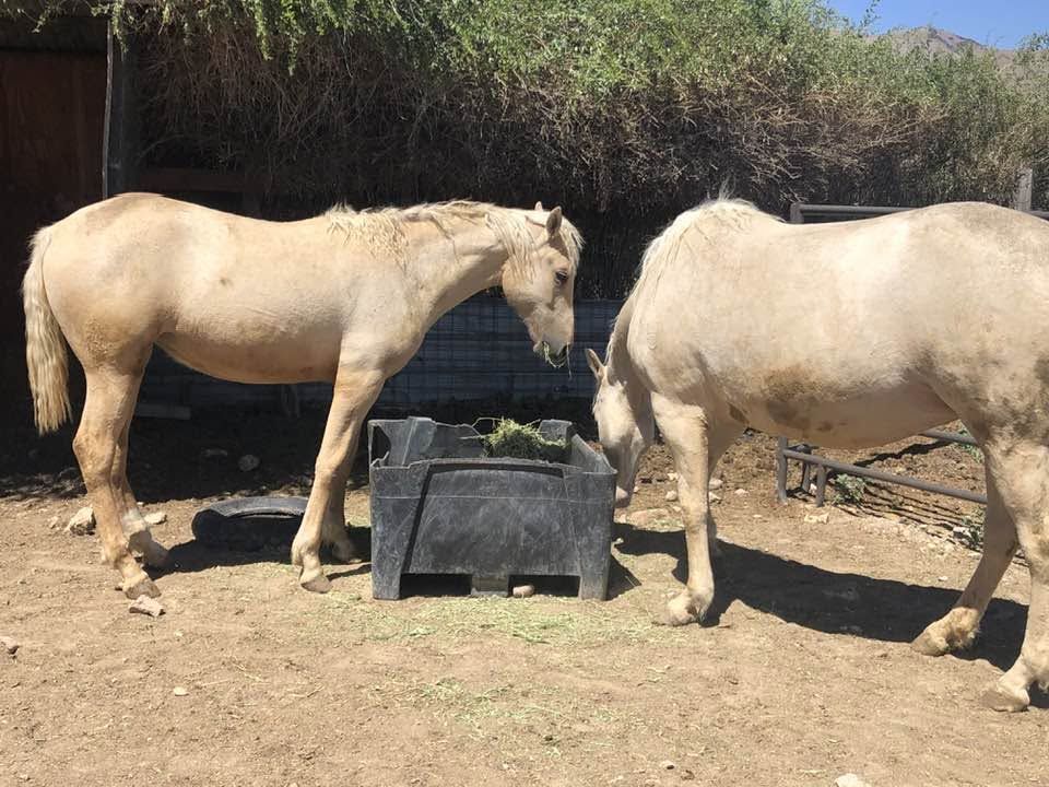 Curly Fox Trotter mare and Yearling filly