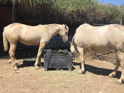 Curly Fox Trotter mare and Yearling filly