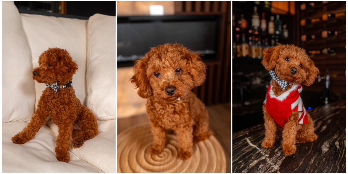 Gorgeous 8 Pound AKC Toy Poodke Stud