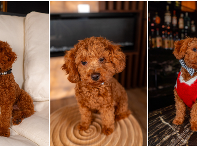 Gorgeous 8 Pound AKC Toy Poodke Stud