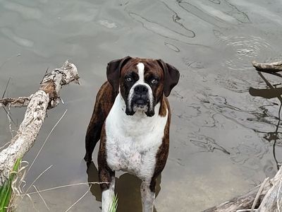 Male Boxer for Stud service
