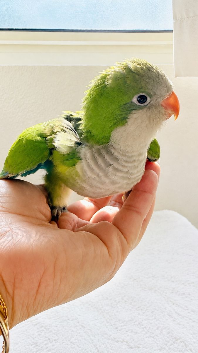 Quaker 