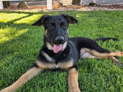 AKC German Shepherd puppies