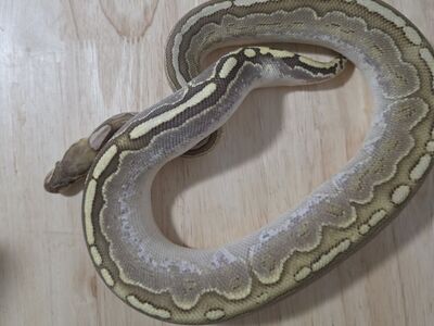 ball python