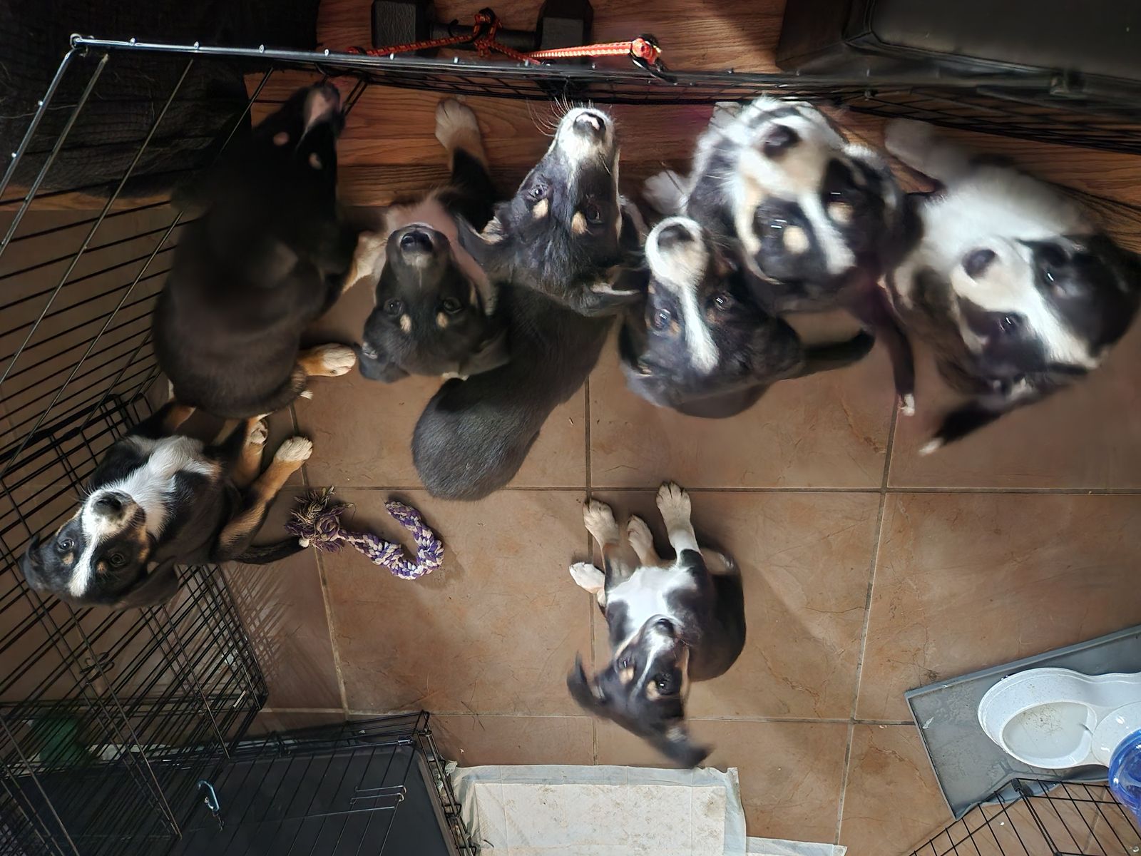 Husky / border collie puppies for sale