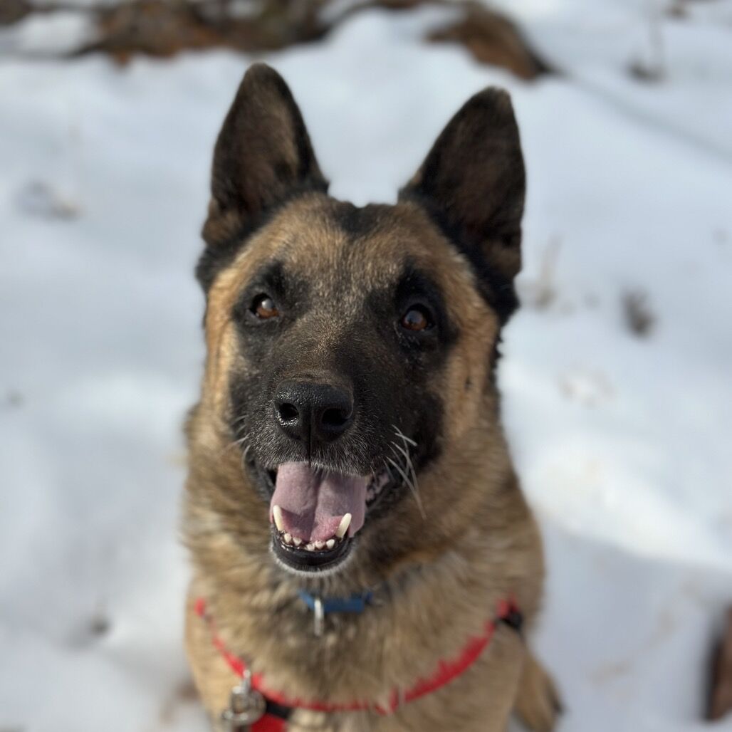 Hello my name is Wolfgang