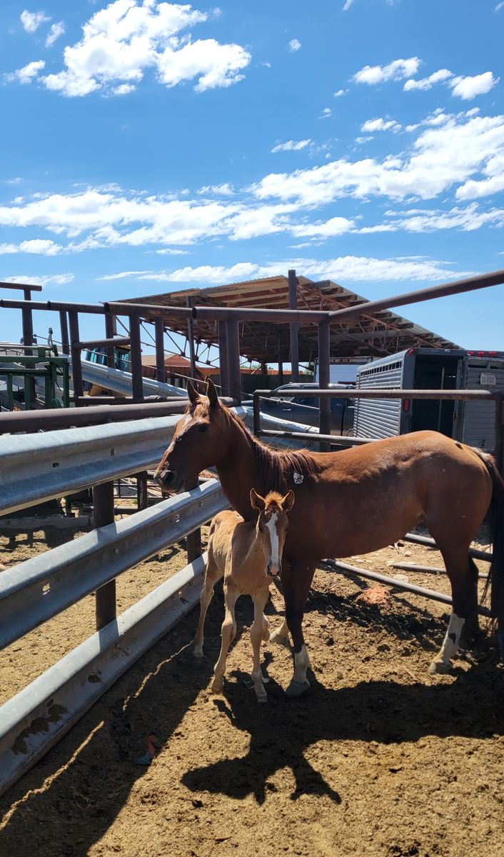 Mare/foal