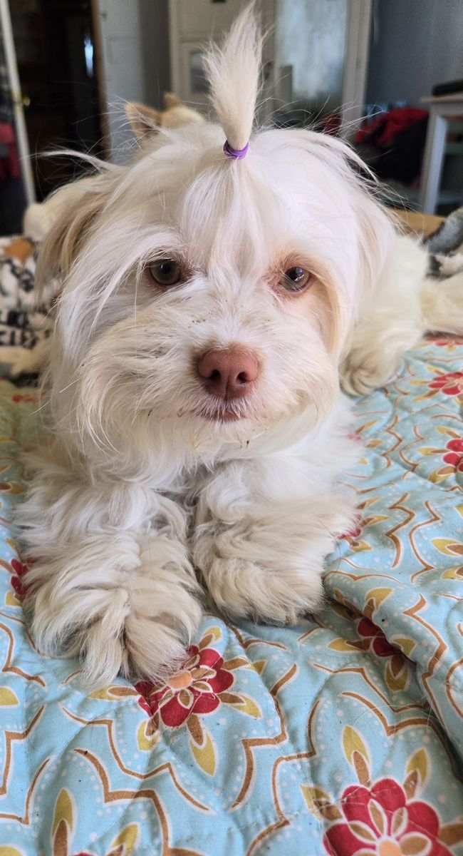 Rescue dog for adoption