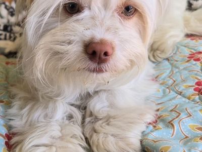 Rescue dog for adoption