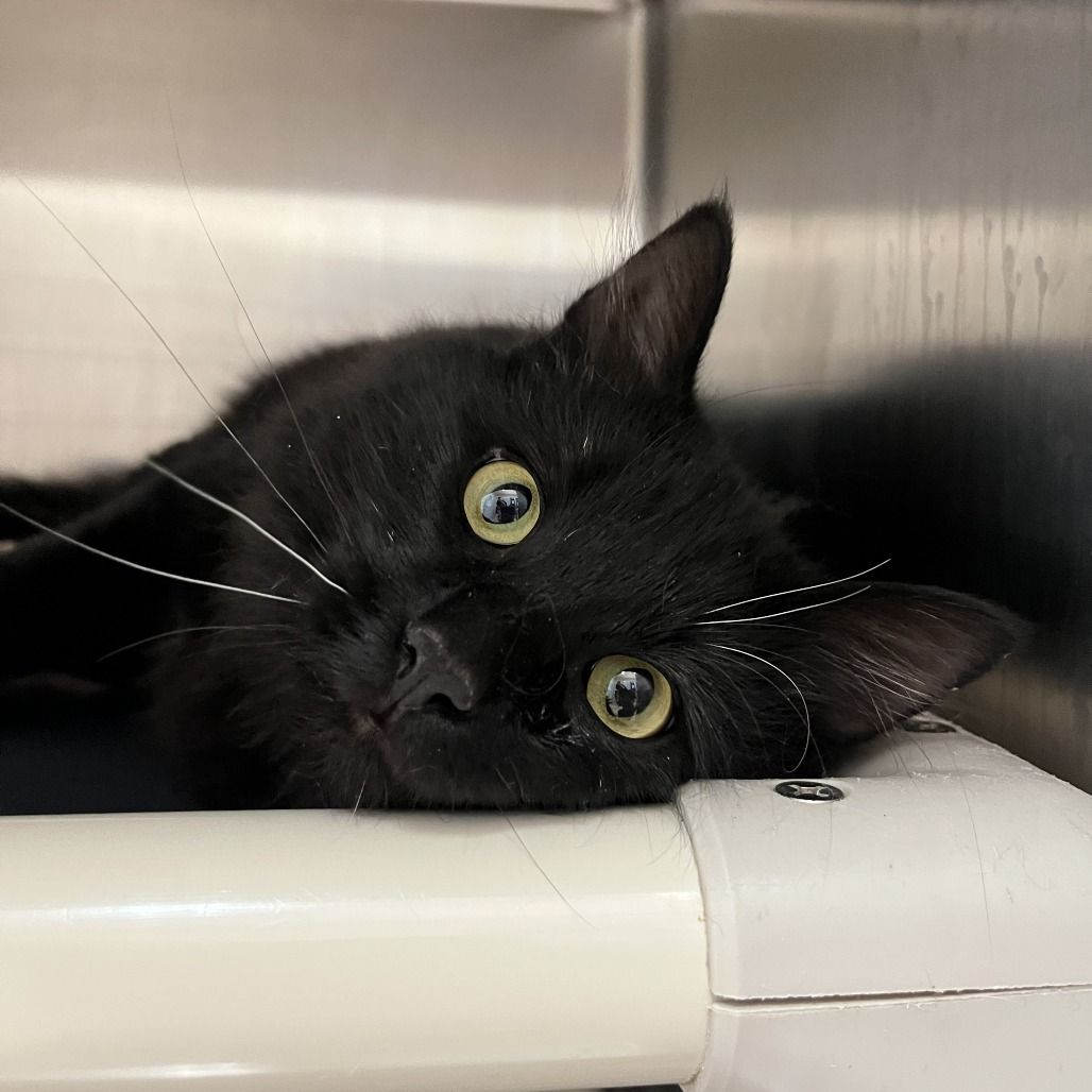 Hello my name is Adagio