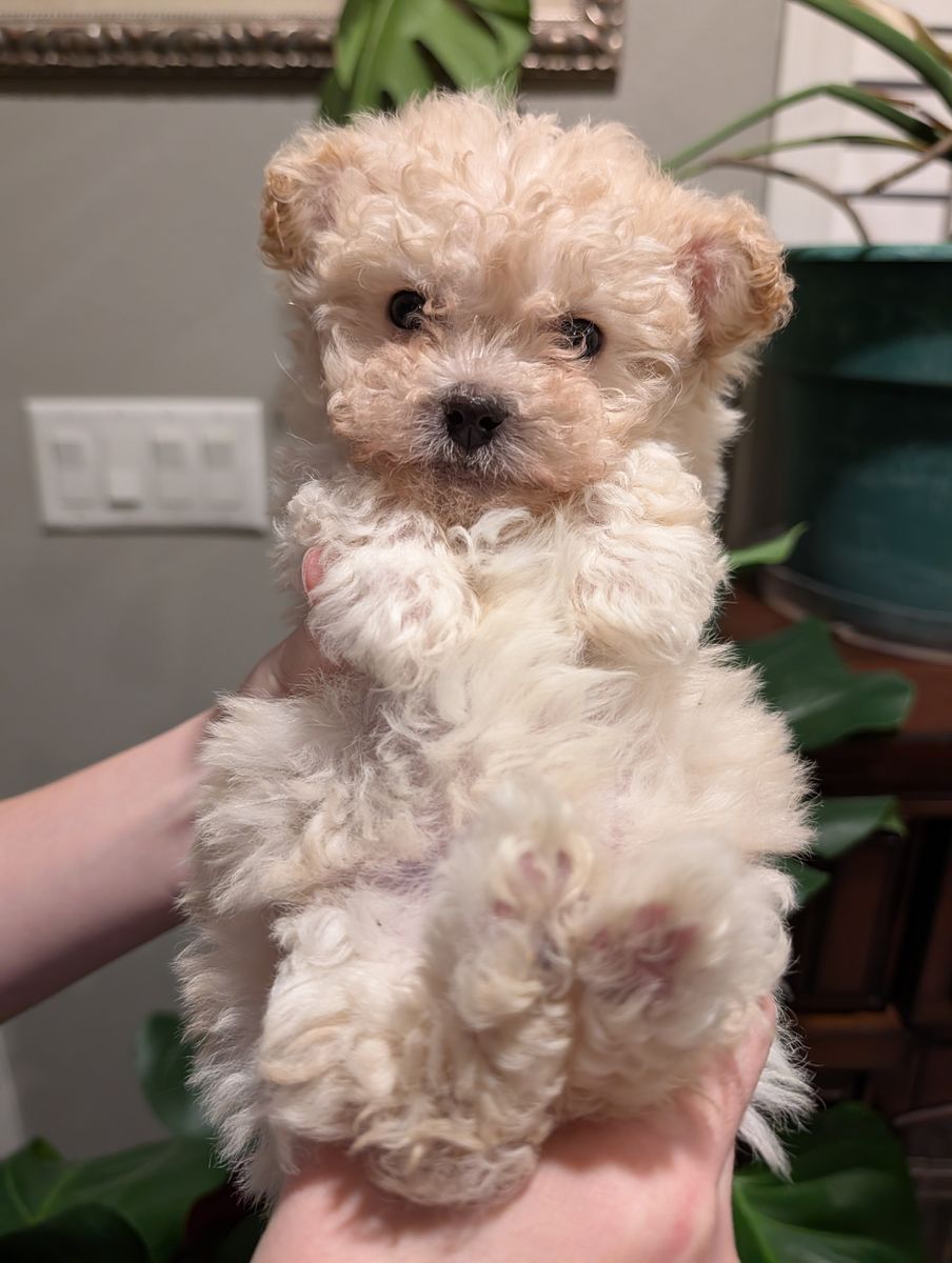 Maltipoo Puppies