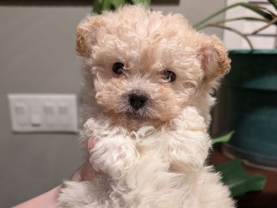 Maltipoo Puppies