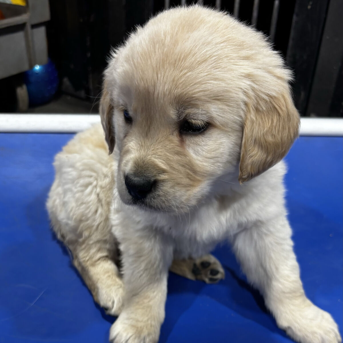 Pro trained akc golden retriever female