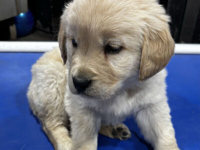 Pro trained akc golden retriever female