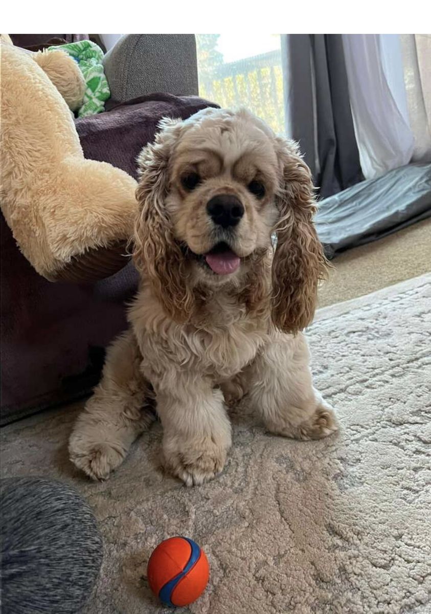 Adorable adult male cocker spaniel