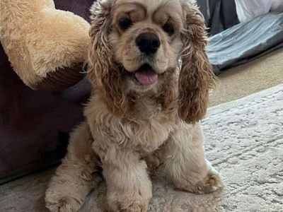 Adorable adult male cocker spaniel