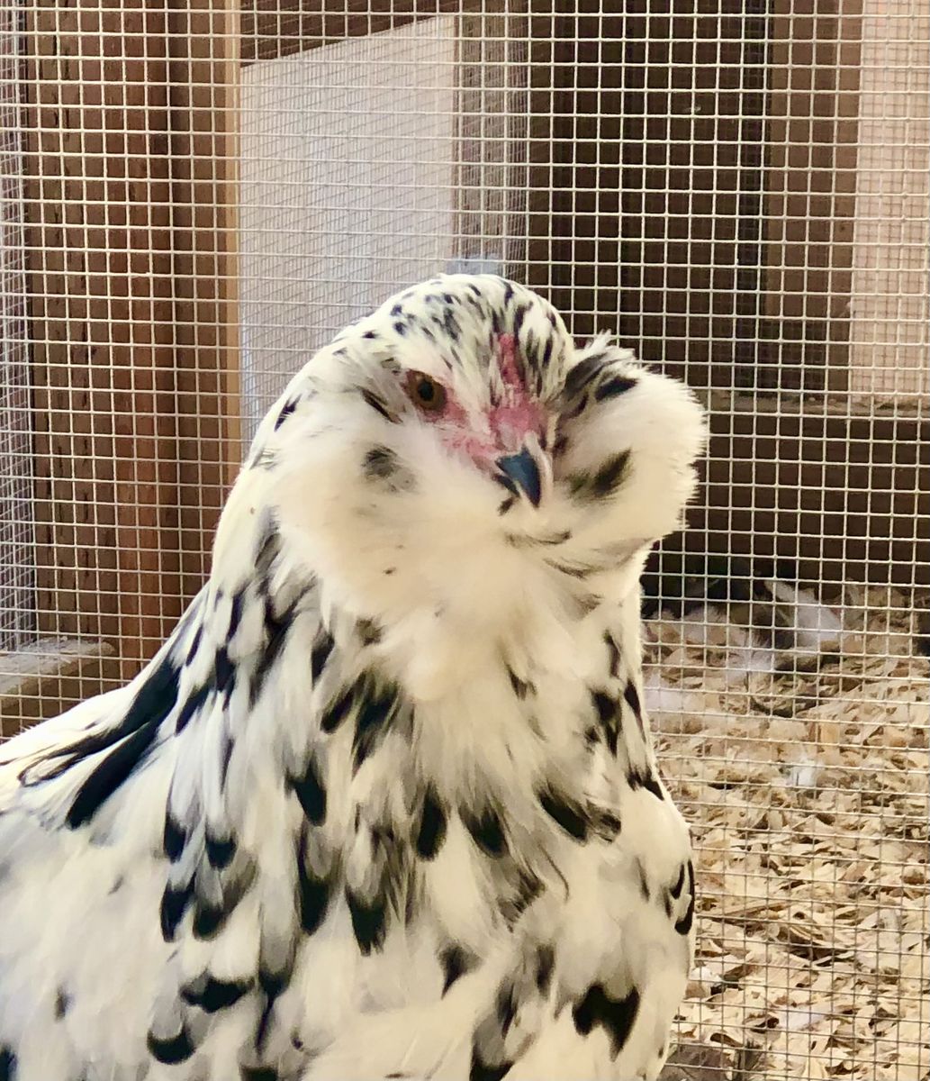 Ermine Ameraucana chicks or eggs