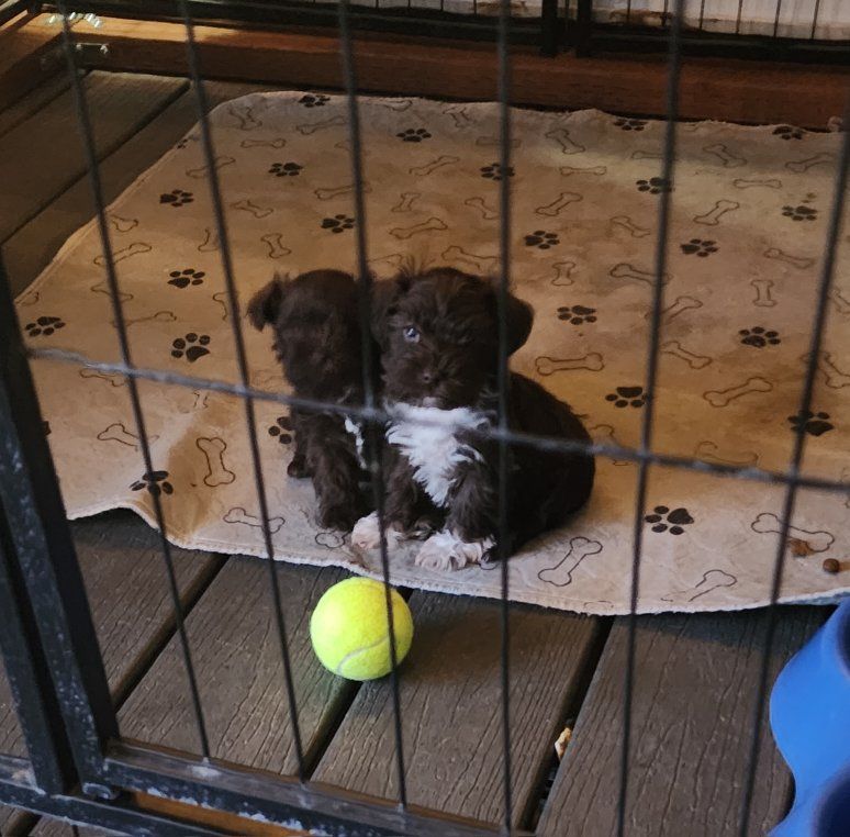 Akc Toy Mini Schnauzer