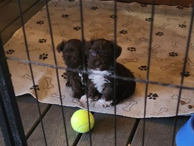 Akc Toy Mini Schnauzer