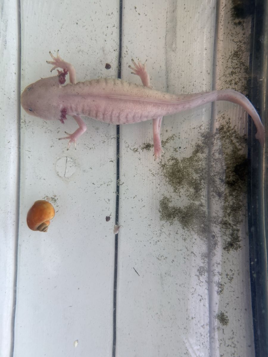 Female axolotl with everything