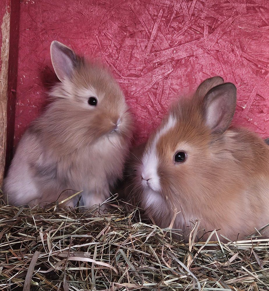male lion head mix bunnies for sale