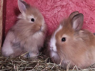 male lion head mix bunnies for sale