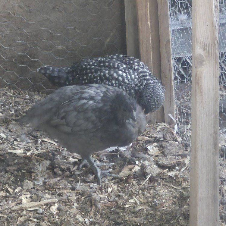 10 week old Pullets